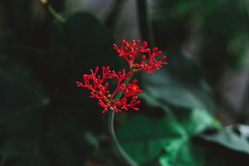 Tropical Gardens